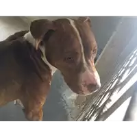 Foto dell\'animale cane - Matr. 2016/0238 - Microchip 380260042717238