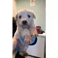 Foto dell\'animale cane - Matr. 2024/2188 - Microchip 380260170352665