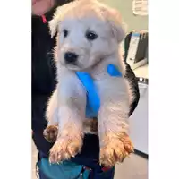 Foto dell\'animale cane - Matr. 2024/2187 - Microchip 380260170352664