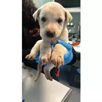 Foto dell\'animale cane - Matr. 2024/2186 - Microchip 380260170352661