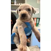 Foto dell\'animale cane - Matr. 2024/2185 - Microchip 380260170352662