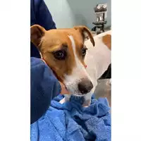 Foto dell\'animale cane - Matr. 2024/2193 - Microchip 380260044126642