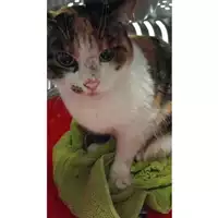Foto dell\'animale gatto - Matr. 2024/2194 - Microchip 380260170352814