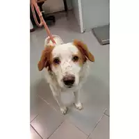 Foto dell\'animale cane - Matr. 2024/2198 - Microchip 380260059110969