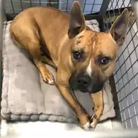 Foto dell\'animale cane - Matr. 2019/2775 - Microchip 380260101122266