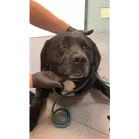 Foto dell\'animale cane - Matr. 2021/0861 - Microchip 380260044541680