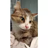 Foto dell\'animale gatto - Matr. 2024/2206 - Microchip 380260044981410