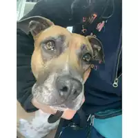 Foto dell\'animale cane - Matr. 2024/2207 - Microchip 380260043550274