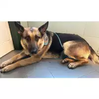 Foto dell\'animale cane - Matr. 2025/0001 - Microchip 380260170343341