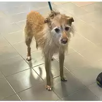 Foto dell\'animale cane - Matr. 2025/0002 - Microchip 380260102208291