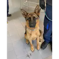 Foto dell\'animale cane - Matr. 2021/0862 - Microchip 380260101767812
