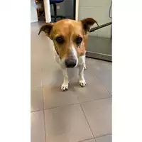 Foto dell\'animale cane - Matr. 2025/0010 - Microchip 380260170343502