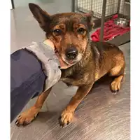 Foto dell\'animale cane - Matr. 2025/0007 - Microchip 380260170343068