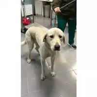 Foto dell\'animale cane - Matr. 2025/0006 - Microchip 380260170343385
