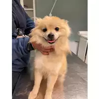 Foto dell\'animale cane - Matr. 2025/0012 - Microchip 380260160655906