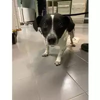 Foto dell\'animale cane - Matr. 2025/0013 - Microchip 380260170343510
