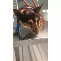 Foto dell\'animale cane - Matr. 2025/0014 - Microchip 380260044997562