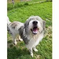 Foto dell\'animale cane - Matr. 2025/0016 - Microchip 380260170352808