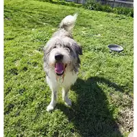 Foto dell\'animale cane - Matr. 2025/0016 - Microchip 380260170352808