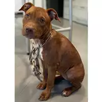 Foto dell\'animale cane - Matr. 2024/1565 - Microchip 380260102778120