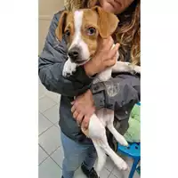 Foto dell\'animale cane - Matr. 2025/0019 - Microchip 380260170352817