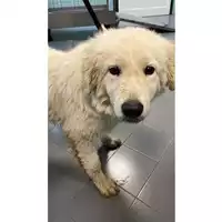 Foto dell\'animale cane - Matr. 2025/0021 - Microchip 380260170352801