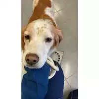 Foto dell\'animale cane - Matr. 2025/0022 - Microchip 380260002759524