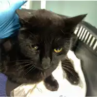 Foto dell\'animale gatto - Matr. 2025/0025 - Microchip 380260170352804