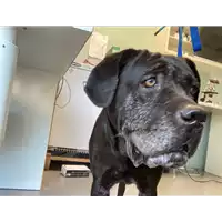 Foto dell\'animale cane - Matr. 2021/0864 - Microchip 380260000741609