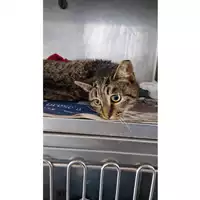 Foto dell\'animale gatto - Matr. 2025/0028 - Microchip 380260170343436