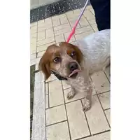 Foto dell\'animale cane - Matr. 2025/0033 - Microchip 380260170352819