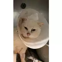 Foto dell\'animale gatto - Matr. 2025/0035 - Microchip 380260170343426