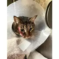 Foto dell\'animale gatto - Matr. 2025/0038 - Microchip 380260170352691