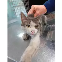 Foto dell\'animale gatto - Matr. 2025/0039 - Microchip 380260170352681