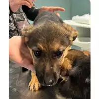 Foto dell\'animale cane - Matr. 2025/0041 - Microchip 380260170352689