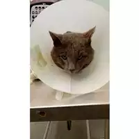 Foto dell\'animale gatto - Matr. 2025/0037 - Microchip 380260170343172