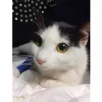 Foto dell\'animale gatto - Matr. 2025/0036 - Microchip 380260170352809
