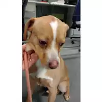 Foto dell\'animale cane - Matr. 2025/0043 - Microchip 380260170352682