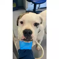 Foto dell\'animale cane - Matr. 2025/0048 - Microchip 380260170343158
