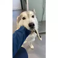 Foto dell\'animale cane - Matr. 2025/0046 - Microchip 380260101470582