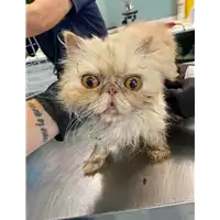 Foto dell\'animale gatto - Matr. 2021/0866 - Microchip 380260044541296