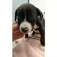 Foto dell\'animale cane - Matr. 2025/0051 - Microchip 380260170352694