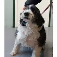 Foto dell\'animale cane - Matr. 2025/0053 - Microchip 380260170352696