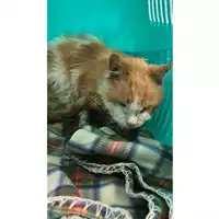 Foto dell\'animale gatto - Matr. 2025/0056 - Microchip 380260170343023