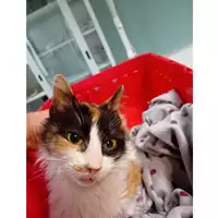 Foto dell\'animale gatto - Matr. 2025/0057 - Microchip 380260170352683