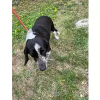 Foto dell\'animale cane - Matr. 2021/0884 - Microchip 380260004197904