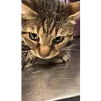 Foto dell\'animale gatto - Matr. 2021/0867 - Microchip 380260044541667