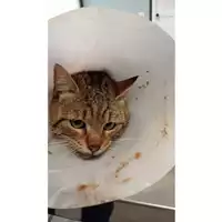 Foto dell\'animale gatto - Matr. 2025/0058 - Microchip 380260170352697