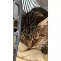 Foto dell\'animale gatto - Matr. 2025/0059 - Microchip 380260170352687
