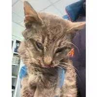 Foto dell\'animale gatto - Matr. 2025/0062 - Microchip 380260170352698